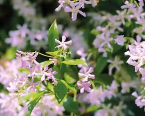 这款香香花，1次开花10000朵，2年养成粉色花墙！