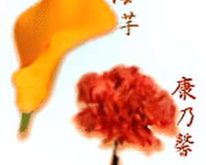 金牛座幸运花：海芋、康乃馨