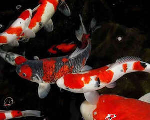 给锦鲤换水的注意事项