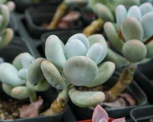 如何给多肉进行叶插繁殖