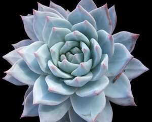 蓝鸟 Echeveria Blue brid