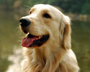 金毛狗粮的特点介绍