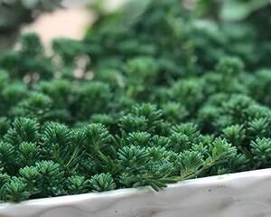薄雪万年草