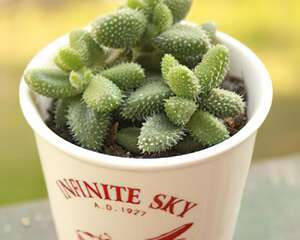 雷童的介绍与养护要点