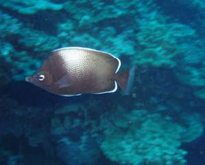 复活岛蝶的饲养环境