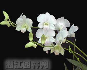 十大名花之兰花栽种培养(图)