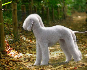 向狗狗表达爱的方式有哪些