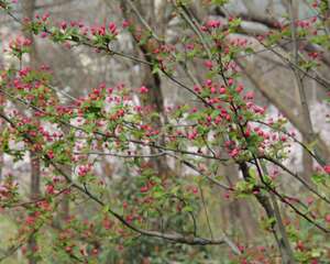 海棠花叶子干枯怎么办