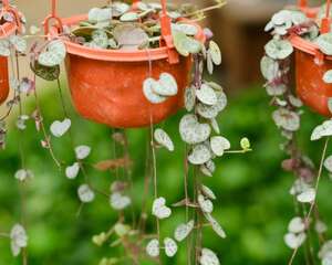 怎么让爱之蔓爆盆，怎么扦插