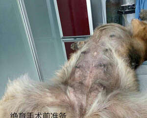 犬几种病例的伤口处理