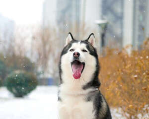 狗狗不同叫声的意思