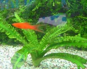 热带水草的饲养条件