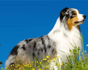 澳大利亚牧羊犬的品种简介