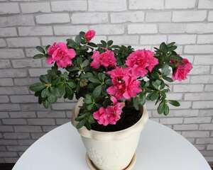 杜鹃花放在卧室好吗