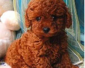 如何区分贵宾和串串