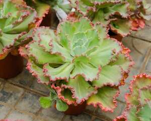 高砂之翁的养殖方法