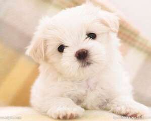 比熊和泰迪怎么区别及饲养