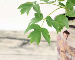 牡丹花能在家里养吗，庭院可以吗