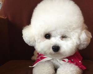 不掉毛的狗狗有哪些？这十大不掉毛的狗狗你知道吗？