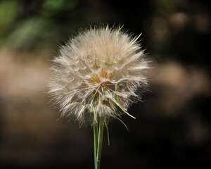 蒲公英肉质直根的培育及采种