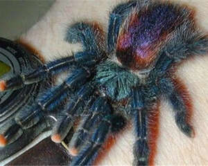 圭亚那粉红趾的喂食要点