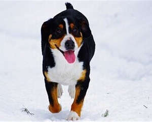 恩特雷布赫山地犬的养护知识