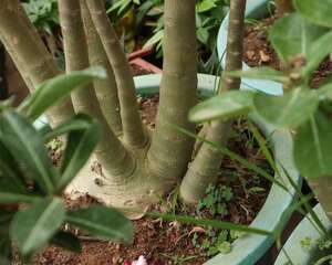 沙漠玫瑰怎么换盆