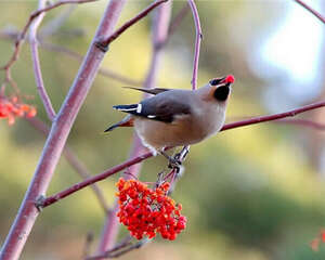 太平鸟的饲养知识