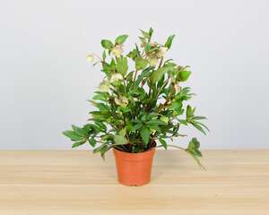 铁筷子的繁殖方式