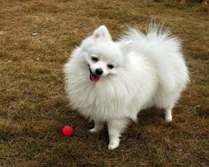 博美掉毛怎么办？博美吃什么对毛好？