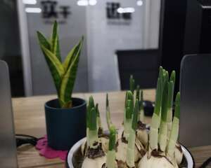 水仙花的虫害防治方法