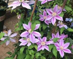 家里养盆它，1年能爬2米高，开出一面大花墙！