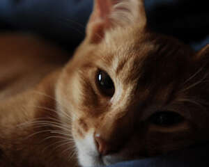 阿比西尼亚猫的养护