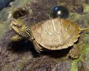 乌龟吃什么食物？乌龟吃什么长得快？