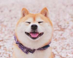 饲养柴犬的注意事项都有哪些？