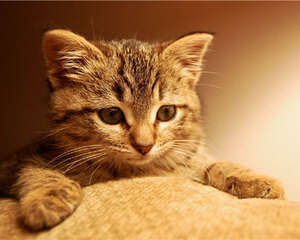 猫爬架的常见款式及特点介绍