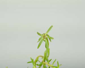 太阳花有白色虫子怎么办，用什么药喷呢