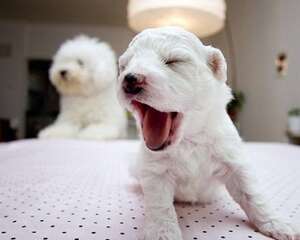 如何培养狗狗良好的生活习惯?