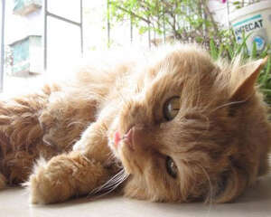 猫咪睡姿及梦境行为解析