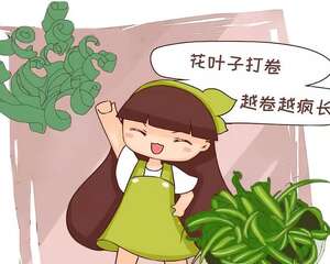 最耐阴的花是它，给点水就疯长，摆客厅特有面子！