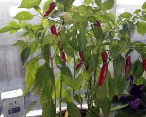 阳台辣椒为什么不结果