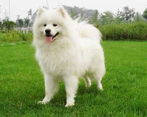 为什么公狗撒尿要抬起后腿呢