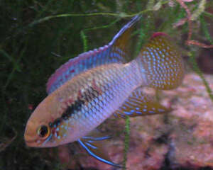 红鳃皇冠的喂食要点