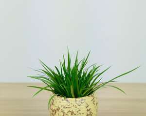 菖蒲盆景怎么养