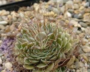 菊日和（Graptopetalum filiferum）的养护方法