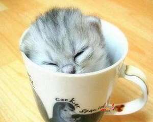 猫咪一直吃不胖怎么办?有什么好办法增胖。