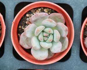 多肉开花了要剪掉吗