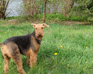 狗狗对响声敏感怎么办