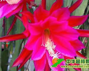 昙花的花语：短暂的美丽、一瞬即永恒（图）