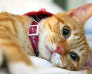 失明猫咪照顾守则
